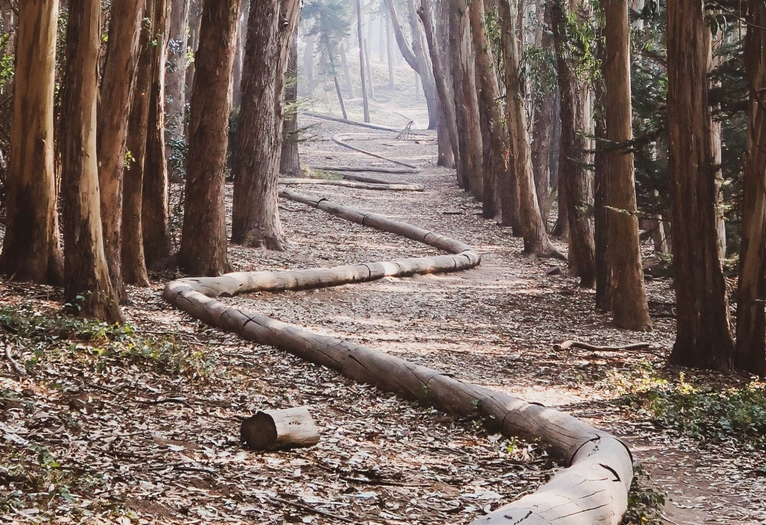 Hidden within the Presidio's Eucalyptus Grove is Andy Goldsworthy's Wood Line, a massive sculpture that invites you for a hike to reflect and appreciate nature.