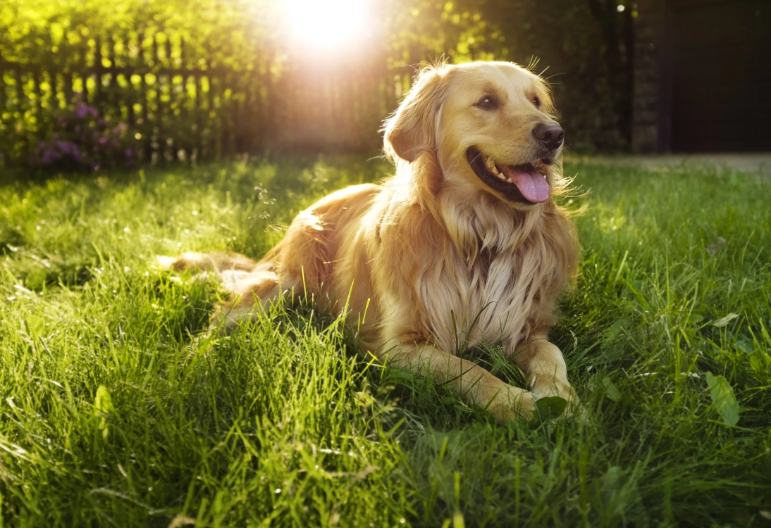Best Dog Friendly Restaurants Atlanta: Top Spots for Pups & Owners