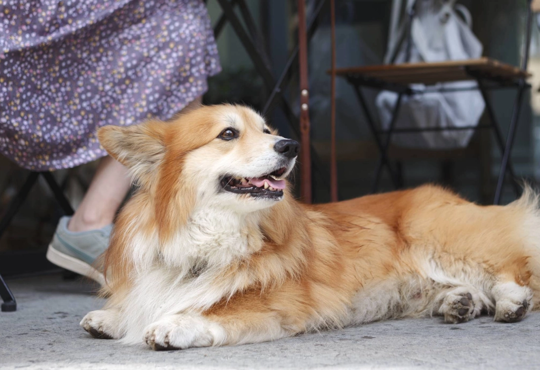 From tree-lined outdoor spaces to special pet menus, these dog-friendly restaurants are paw-fect for your next dinner out (and sometimes your cat can come too).