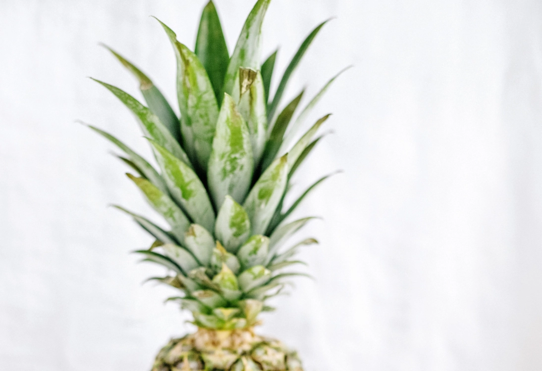 Sip on your Mojitos and Pina Coladas, and enjoy feeling like you’re on a tropical vacation without ever leaving the city.