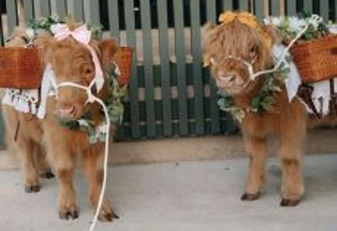 Miniature Highland cows from Big City Farm delighted guests. PHOTO BY JD SWIGER AND JOHN DAVID WEDDINGS