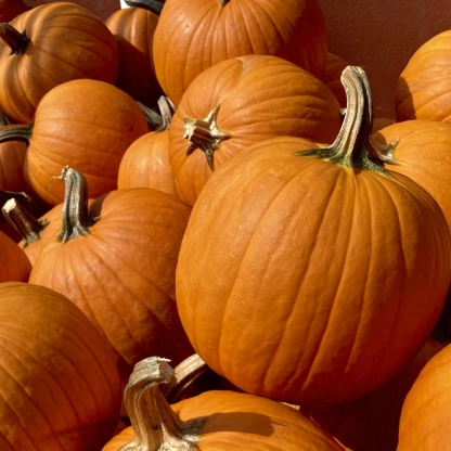 Jump head first into Miami fall by checking out all the local pumpkin patch festivities.