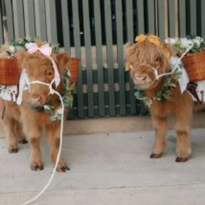 Miniature Highland cows from Big City Farm delighted guests. PHOTO BY JD SWIGER AND JOHN DAVID WEDDINGS