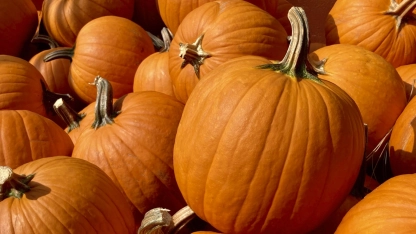 Jump head first into Miami fall by checking out all the local pumpkin patch festivities.