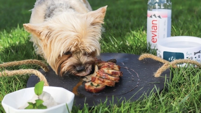 At Bistro EtÃ©, pups dine in style with their very own Paw Course menu. PHOTO BY ERIC STRIFFLER