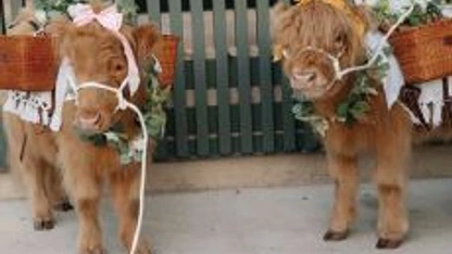 Miniature Highland cows from Big City Farm delighted guests. PHOTO BY JD SWIGER AND JOHN DAVID WEDDINGS