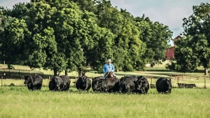 A rancher herds cattle at 44 Farms ranch in Cameron, Texas. PHOTO BY TADD MYERS