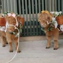 Miniature Highland cows from Big City Farm delighted guests. PHOTO BY JD SWIGER AND JOHN DAVID WEDDINGS