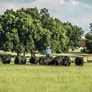 A rancher herds cattle at 44 Farms ranch in Cameron, Texas. PHOTO BY TADD MYERS