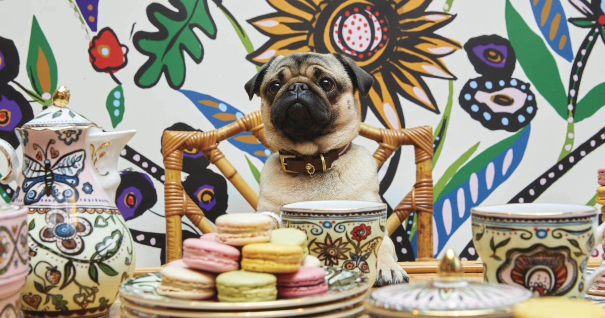 dog.jpg.webp?version=6a37f6942b348