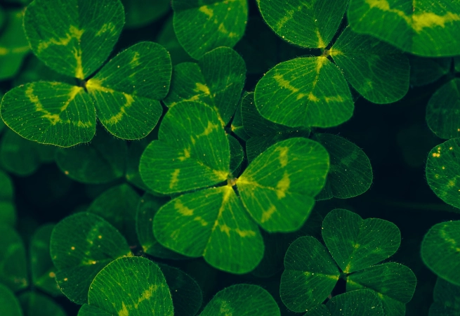 St Patrick’s Day is a perfect excuse to drink tons of beer, indulge in greasy food, and end the night talking to a guy who you probably won’t ever see again.