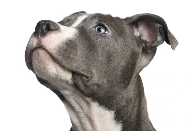 Close-up of pit bull terrier over white background,Belgium