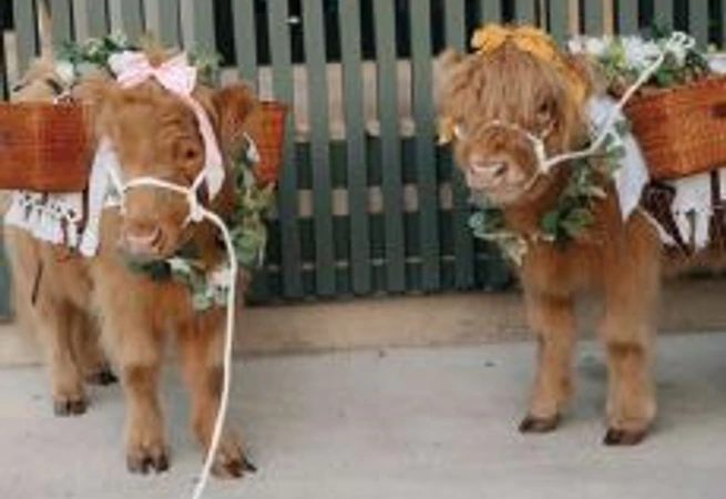 Miniature Highland cows from Big City Farm delighted guests. PHOTO BY JD SWIGER AND JOHN DAVID WEDDINGS