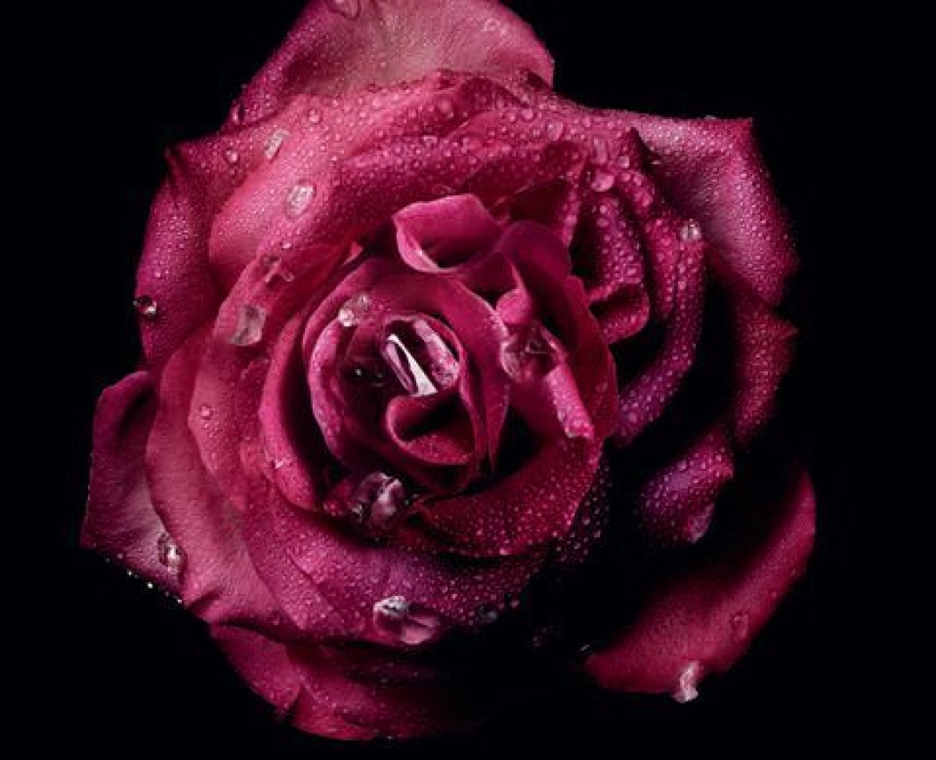 Dior's New Rose Star Perfume: A Fragrance of Heritage