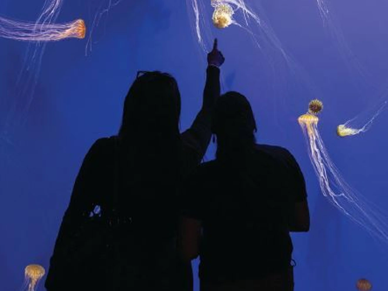the Georgia Aquarium is a must-see for those visiting Atlanta PHOTO: COURTESY OF GEORGIA AQUARIUM