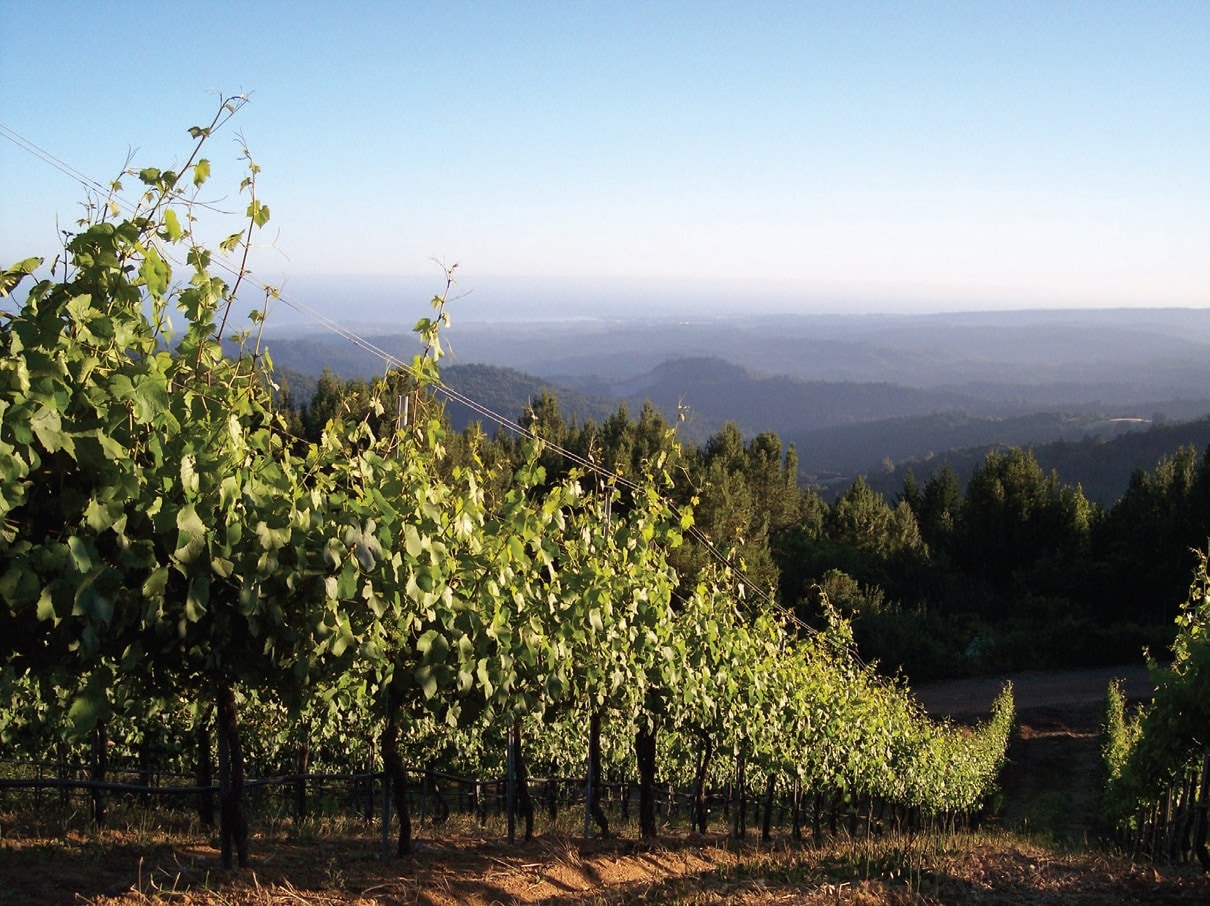Muns Vineyard in the Santa Cruz mountains MINDEGO PHOTO COURTESY OF MINDEGO RIDGE VINEYARD