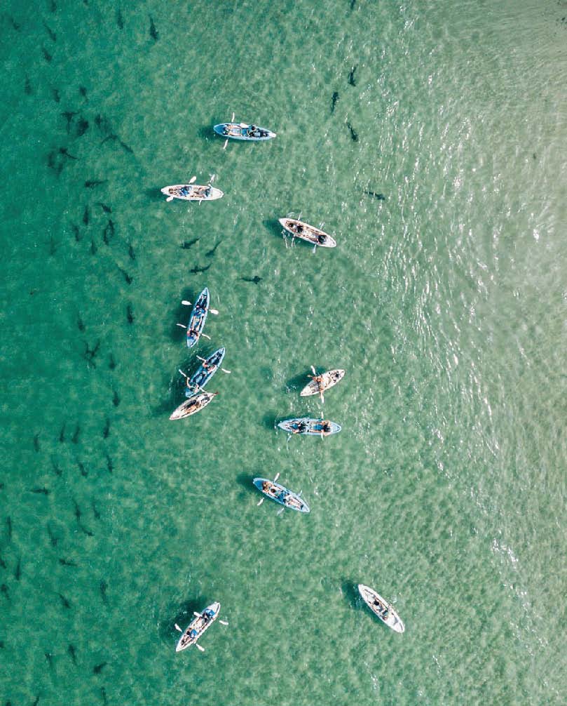 Explore the La Jolla coastline with Everyday California’s kayak tours. PHOTO COURTESY OF BRANDS