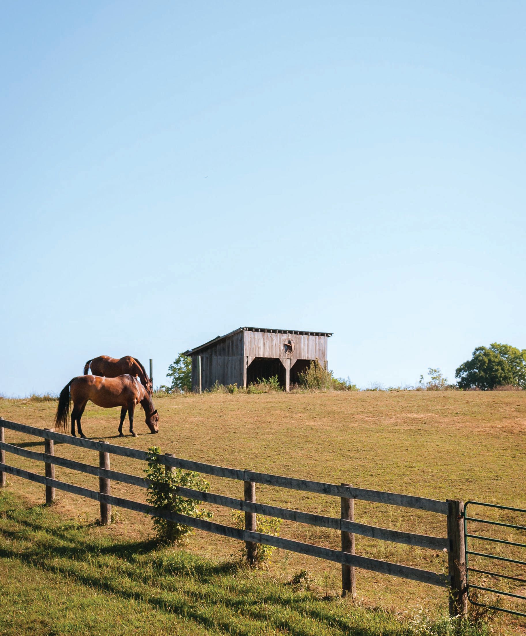 Luxurious Equestrian Estates in Milton - Your Dream Home Awaits