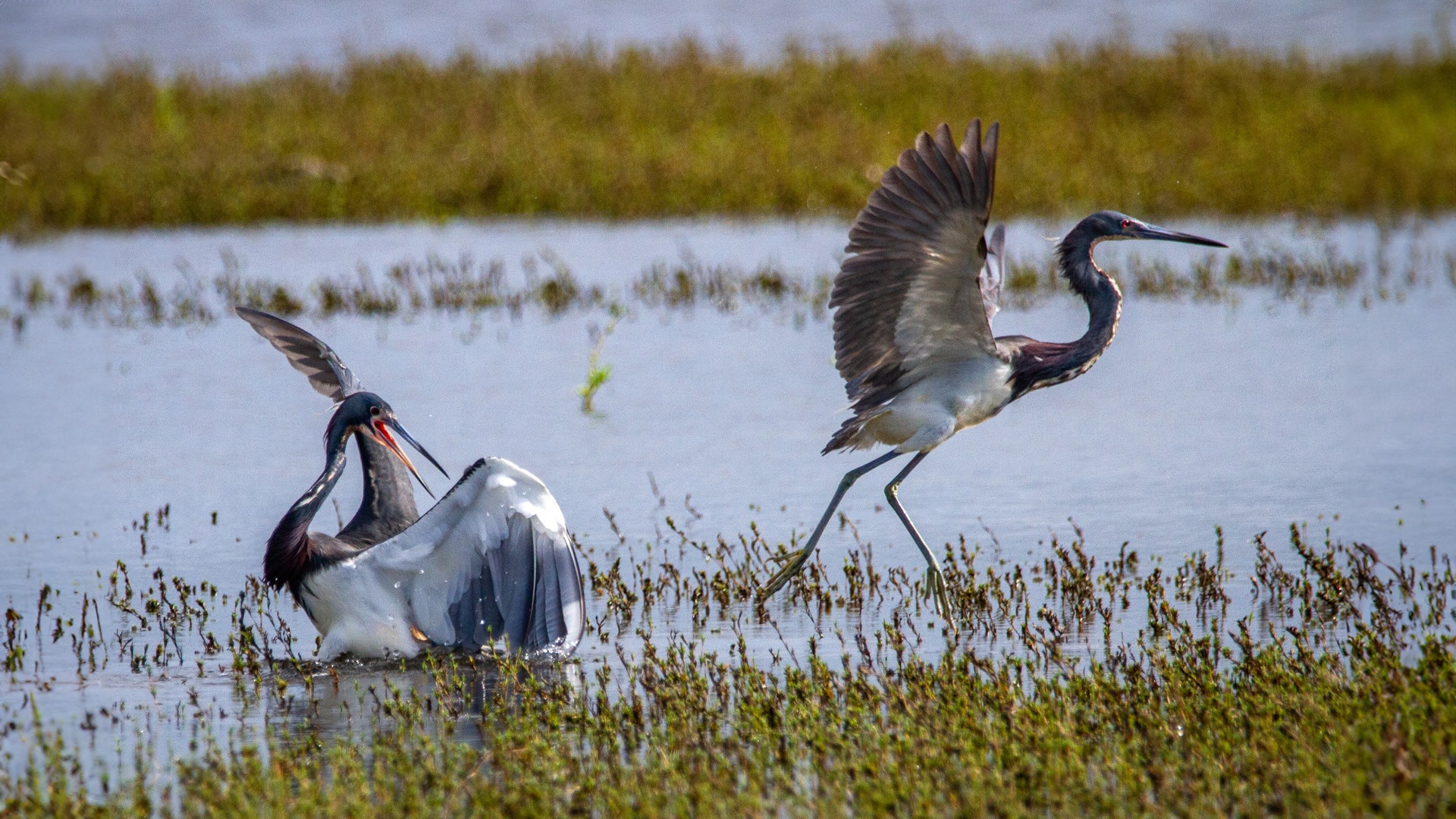 Winter Adventures in Corpus Christi: Explore the Gulf Coast