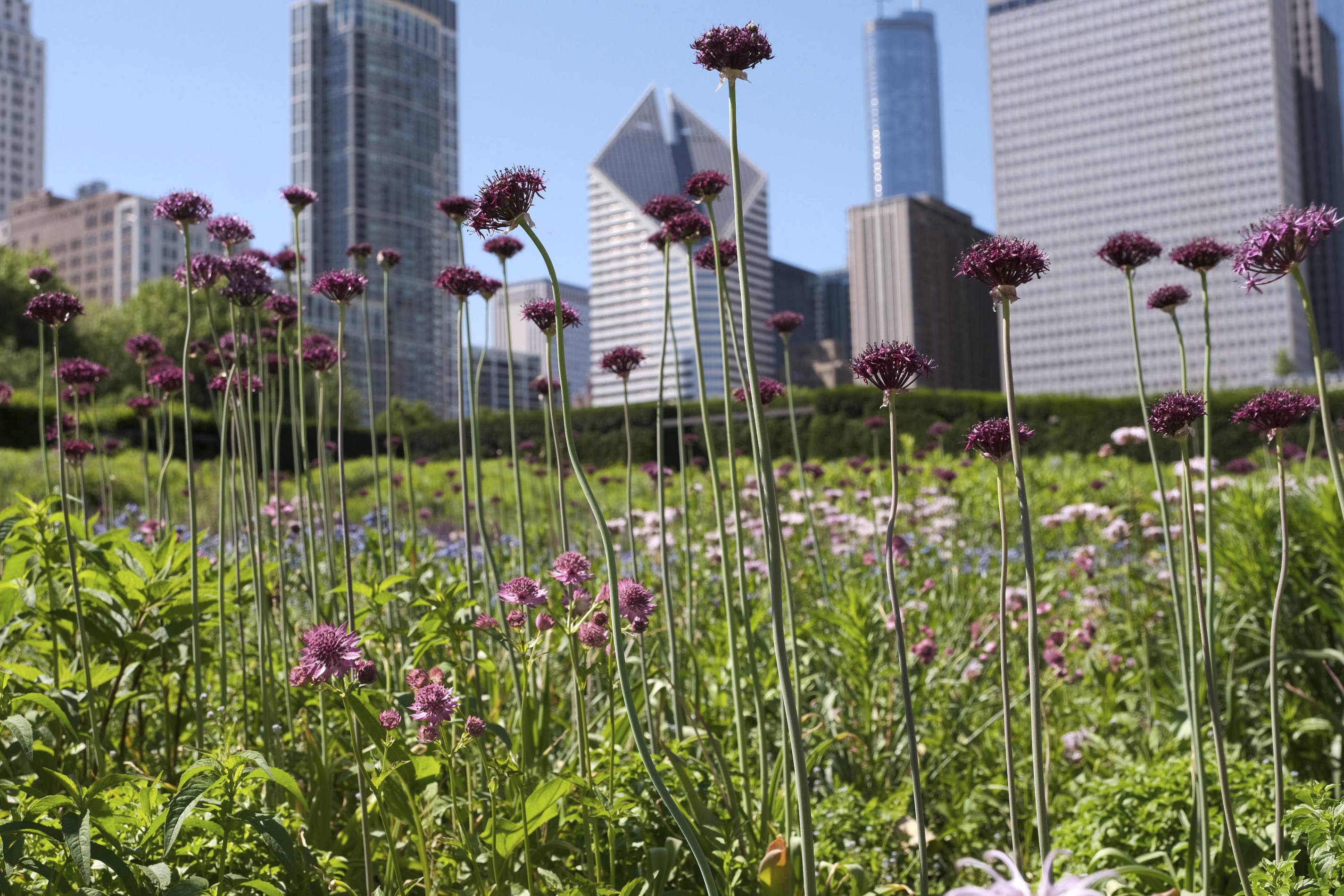 Explore Chicago's Top 7 Stunning Gardens Year-Round