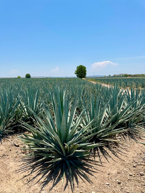 agave price Agave titanota 'Black and Blue' main image 1