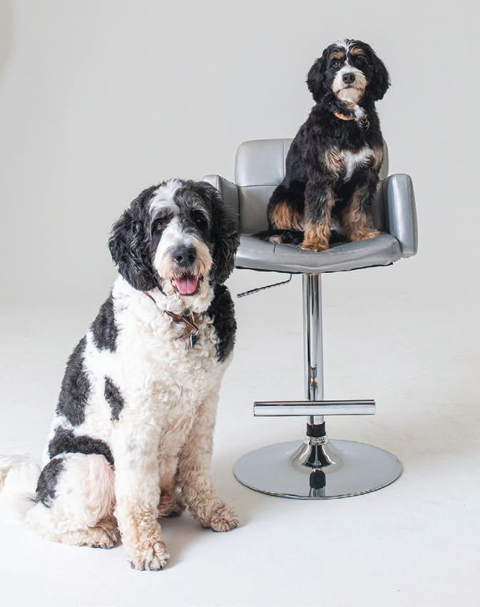 Beautifully coiffed dogs courtesy of Onyva  PHOTO: DIANA SECHRIST PHOTOGRAPHY