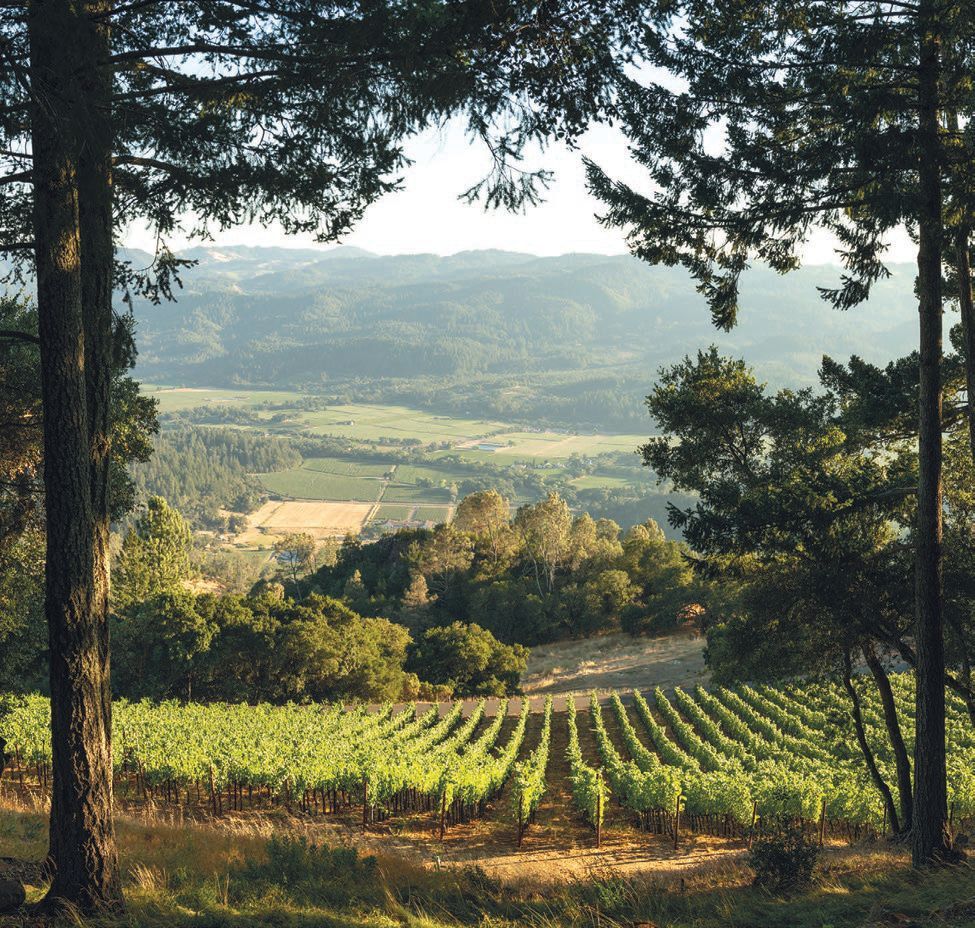 Cakebread Cellars: Celebrating 50 Years of Excellence
