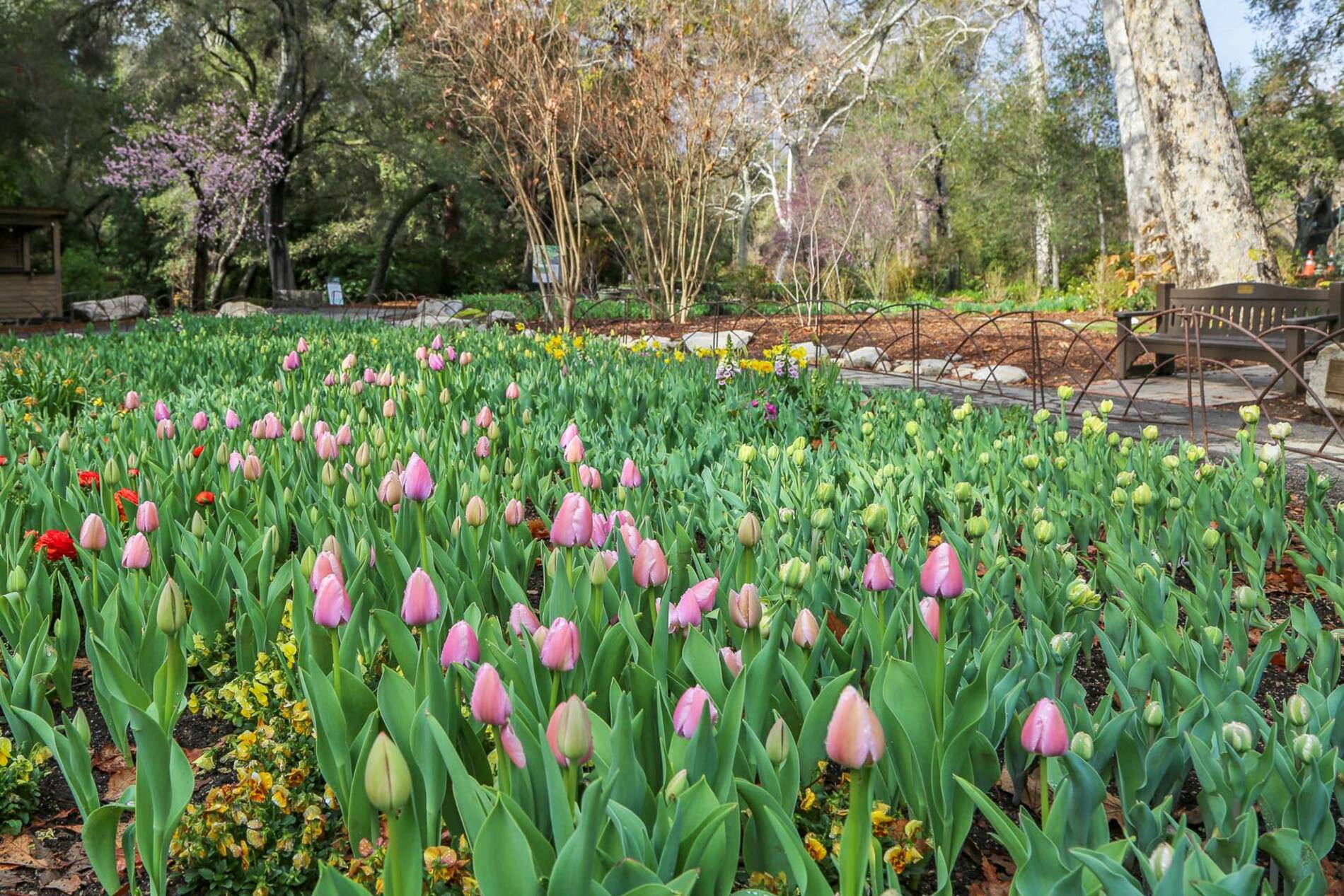 Spring In La Explore Los Angeles Spring: Art, Dining, Nature & Wellness