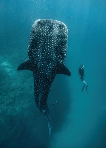 encounter extraordinary wildlife on a marine safari at Islas Secas. PHOTO COURTESY OF BRAND