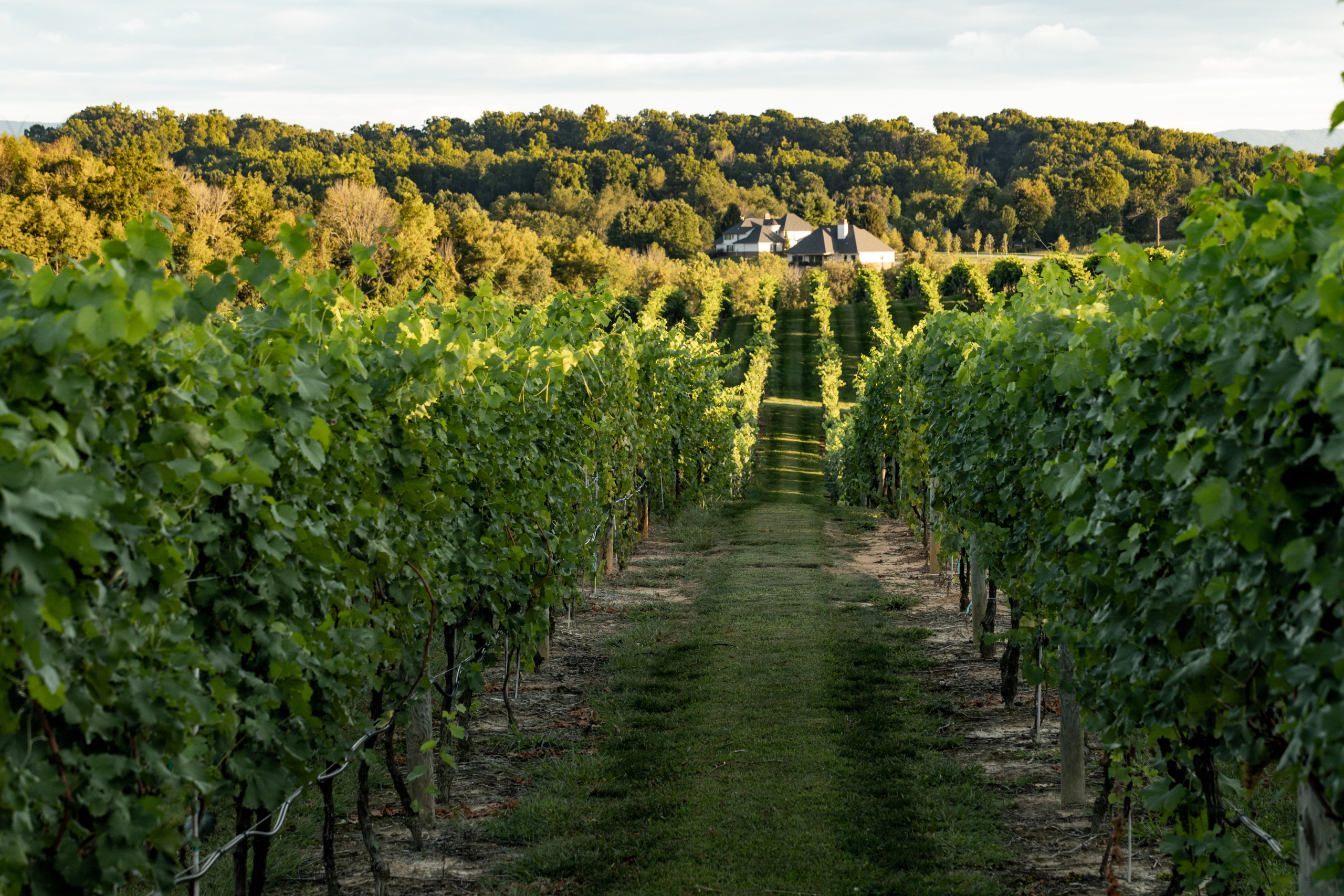 5. Vineyard