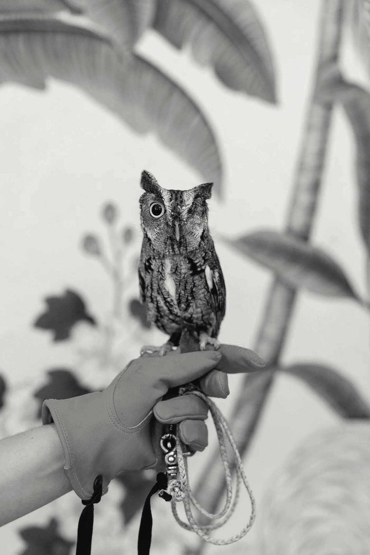 Chewy__Eastern_Screech_Owl