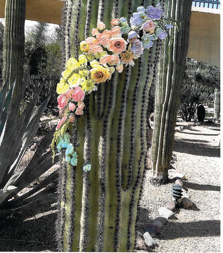cactus photo Cactus with Strawflower – Jardineries Botanix main image 1