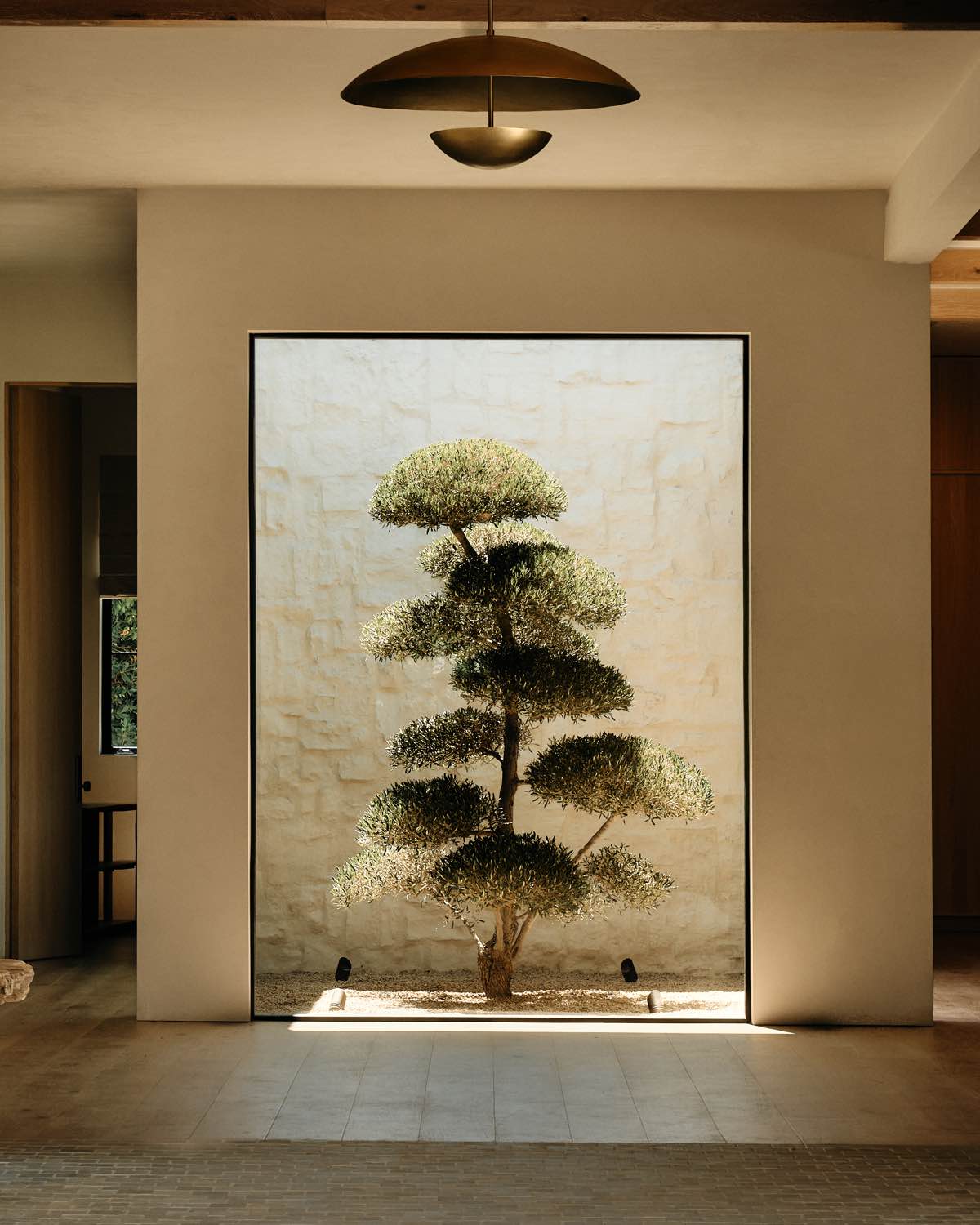 where can you buy eucalyptus plant Silver Dollar Eucalyptus Tree for Sale main image 0